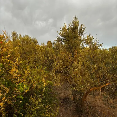 Stella's Olive Tree House Apartamento Adelianos Kampos