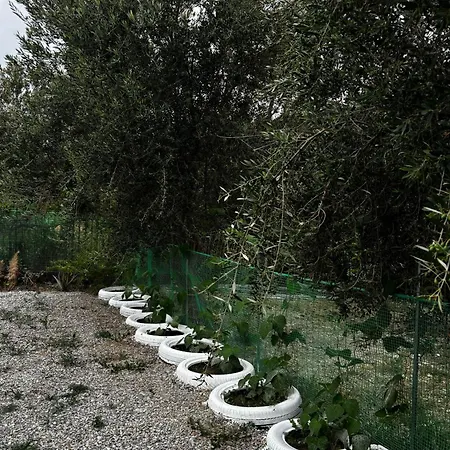 Apartamento Stella's Olive Tree House *